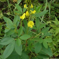 Crotalaria micans Link